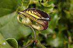 Aristolochia sempervirens