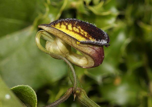 Aristolochia sempervirens