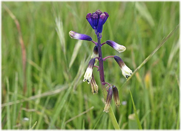 Bellevalia trifoliata