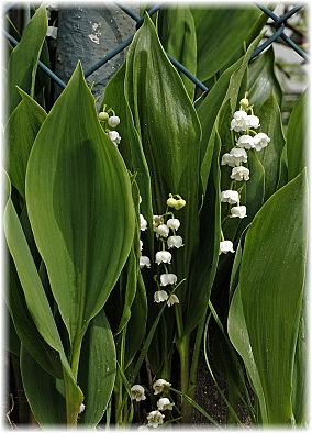 Convallaria majalis