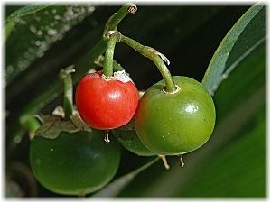 Convallaria majalis