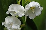 Convallaria majalis