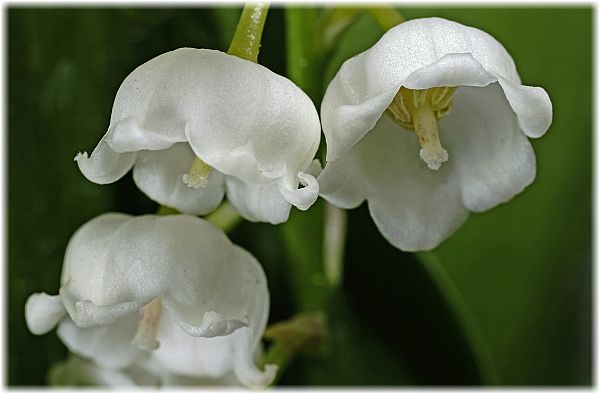 Convallaria majalis