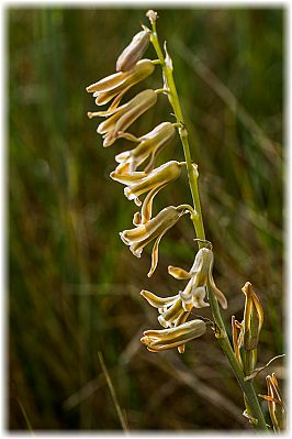 Dipcadi serotinum