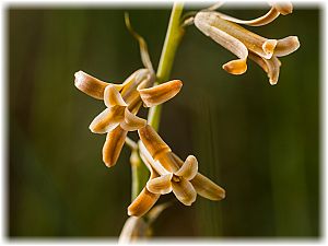 Dipcadi serotinum