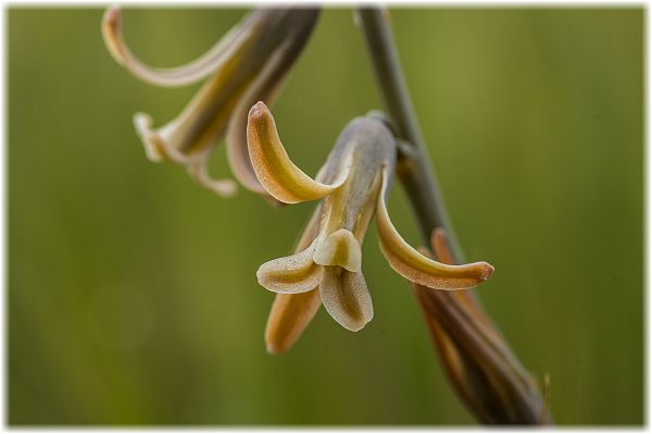 Dipcadi serotinum