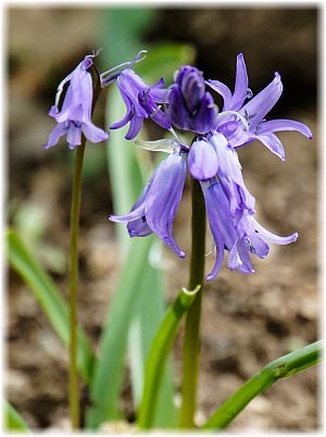 Hyacinthoides hispanica