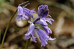 Hyacinthoides hispanica