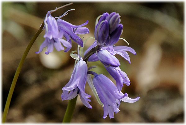 Hyacinthoides hispanica