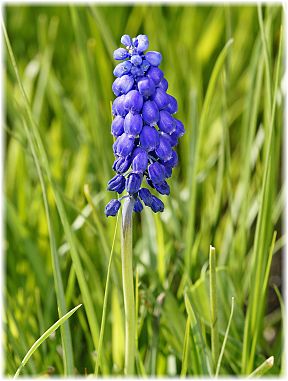 Muscari armeniacum