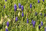 Muscari armeniacum