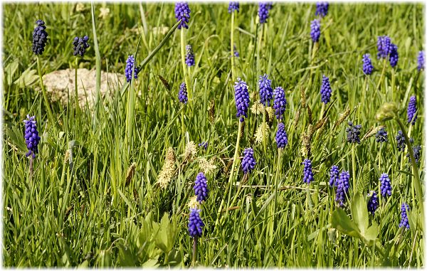 Muscari armeniacum