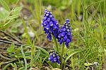 Muscari bourgaei