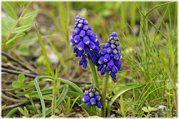 Muscari bourgaei