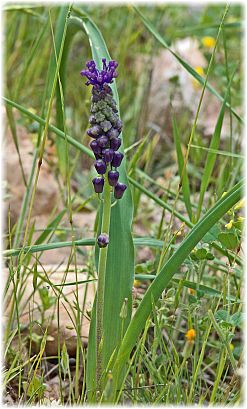 Muscari causasium