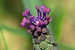 Muscari causasium