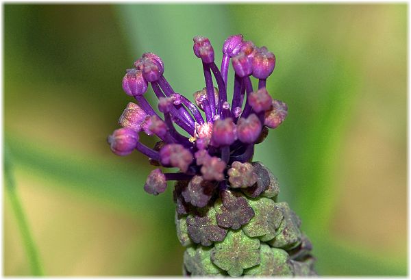 Muscari causasium