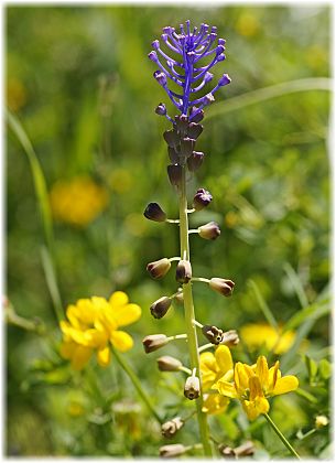 Muscari commosum