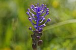 Muscari commosum