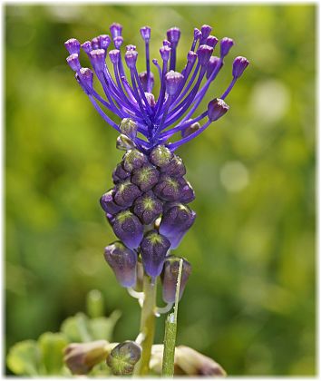 Muscari commosum