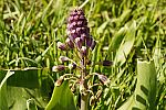 Muscari longipes