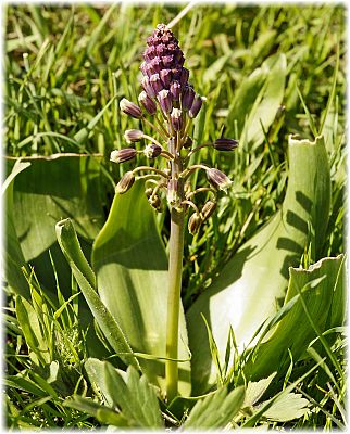 Muscari longipes