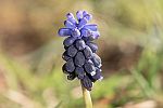 Muscari neglectum