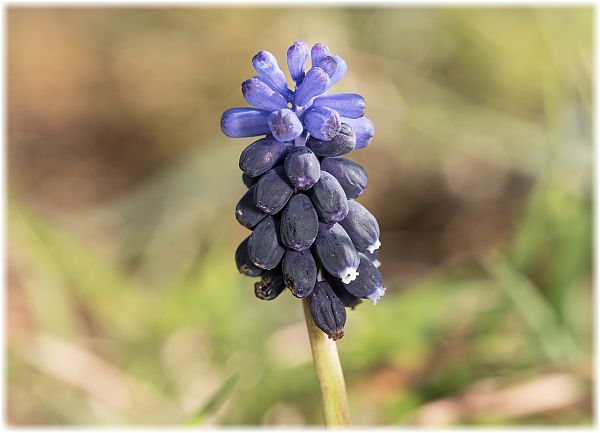 Muscari neglectum