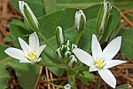 Ornithobalum montanum