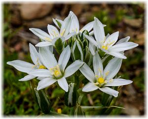 Ornithogalum armeniacum