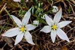 Ornithogalum armeniacum