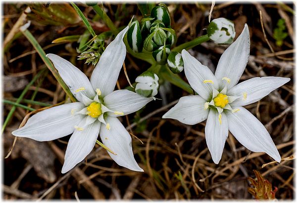 Ornithogalum armeniacum