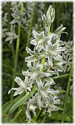 Ornithogalum boucheanum