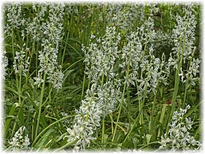 Ornithogalum boucheanum