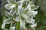 Ornithogalum boucheanum