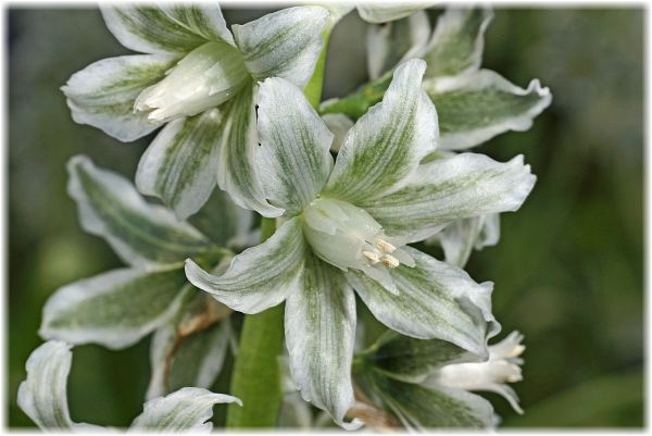 Ornithogalum boucheanum