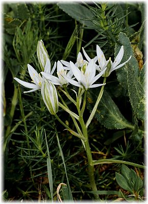 Ornithogalum comosum