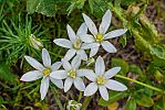 Ornithogalum comosum