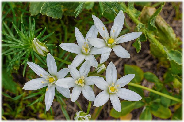 Ornithogalum comosum