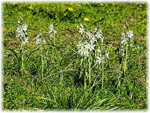 Ornithogalum nutans