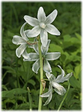 Ornithogalum nutans