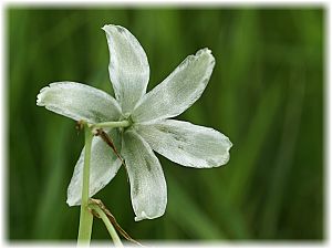 Ornithogalum nutans