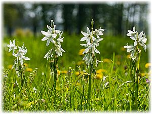 Ornithogalum nutans