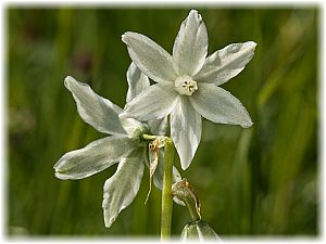 Ornithogalum nutans