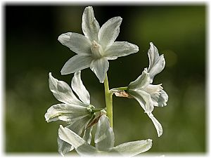 Ornithogalum nutans