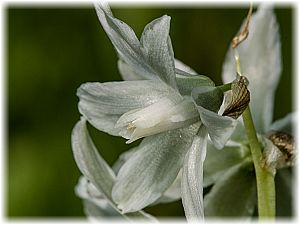 Ornithogalum nutans