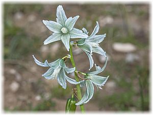 Ornithogalum nutans