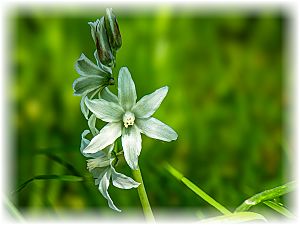 Ornithogalum nutans