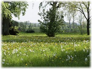 Ornithogalum nutans