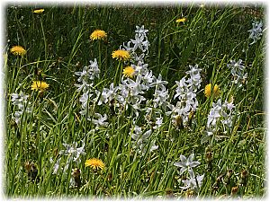 Ornithogalum nutans